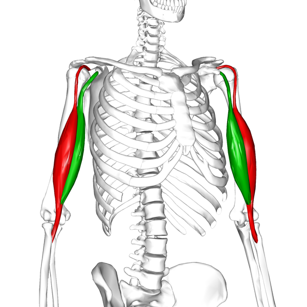 File:Biceps brachii muscle08.png