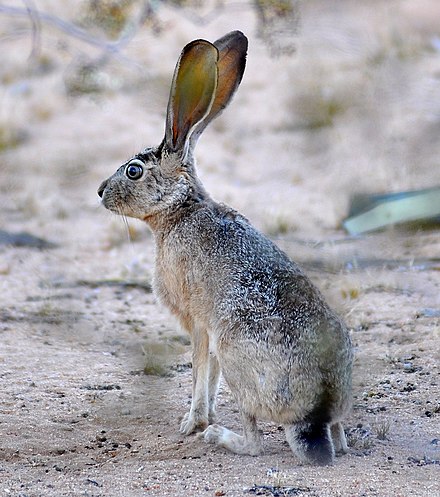 Цвет шерсти зайца. Заяц Русак (Lepus europaeus). Заяц Русак Белогорье заповедник. Толай Беляк Русак. Чернохвостый калифорнийский заяц.