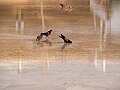 * Nomination Pigeons bathing and drinking at Wahat Al Karama monument in Abu Dhabi --MB-one 20:54, 9 March 2024 (UTC) * Promotion  Support Good quality. --Plozessor 05:42, 10 March 2024 (UTC)