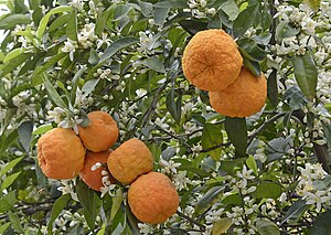 Laranja: Etimologia, Jatorria, Barietateak