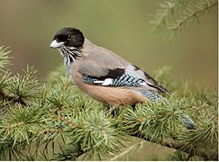 Garrulus lanceolatus