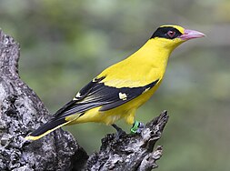 Black-naped oriole - Miami Zoo Florida.jpg