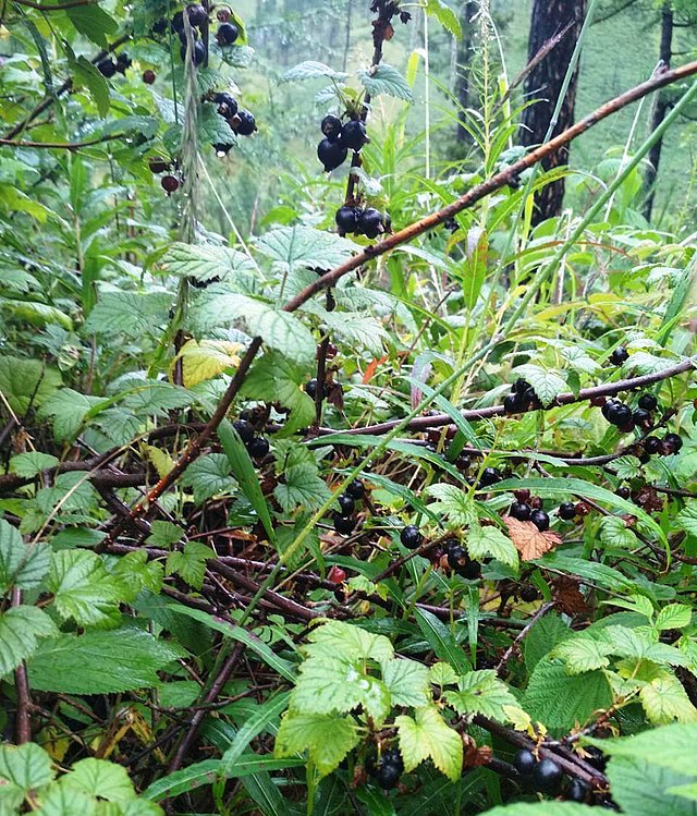 Blackcurrant production in United States