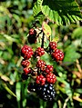 Blackberries, Islandmagee (1) - geograph.org.uk - 2041141.jpg