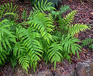 <i>Parablechnum</i> Genus of ferns