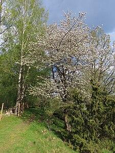 Blommande fågelbär i Väsmestorps naturreservat. 20,1 Mpx 20,36 Mbyte