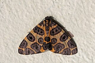 <i>Pantherodes</i> Genus of moths