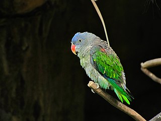 <span class="mw-page-title-main">Blue-rumped parrot</span> Species of bird