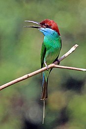 Blue-throated bee-eater (Merops viridis).jpg