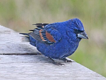 Passerina caerulea