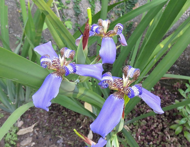 File:Blue Iris (20820113452).jpg