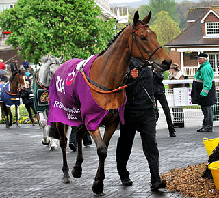 Bobs Worth Irish-bred Thoroughbred racehorse