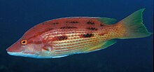 Red pigfish httpsuploadwikimediaorgwikipediacommonsthu