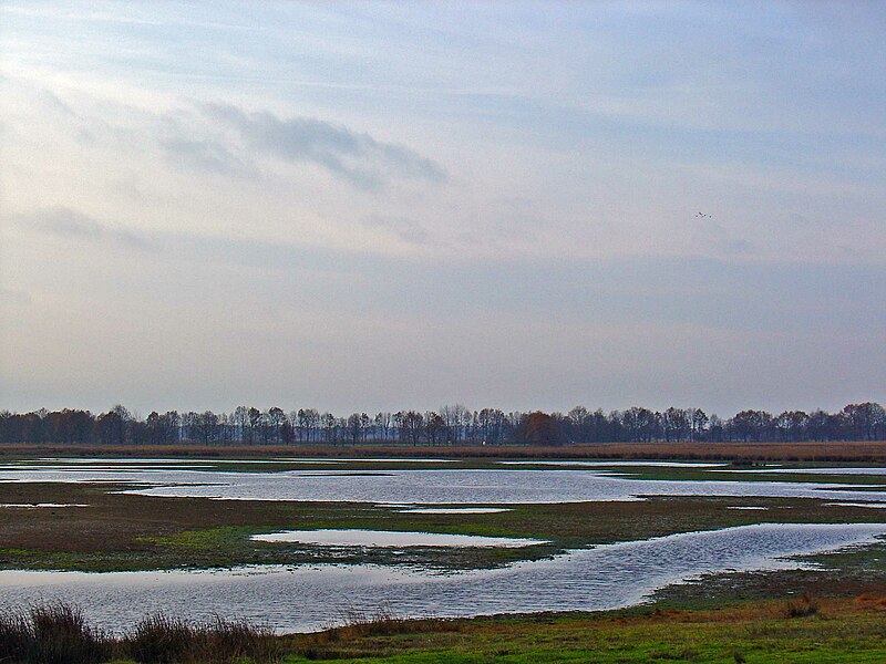 File:Boekweitenplas in het Scharreveld.jpg