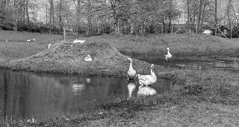 File:Boerenganzen Anser anser forma domesticus. 31-03-2020. (actm.) 01.jpg