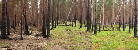 Tập_tin:Boreal_pine_forest_after_fire_2.jpg