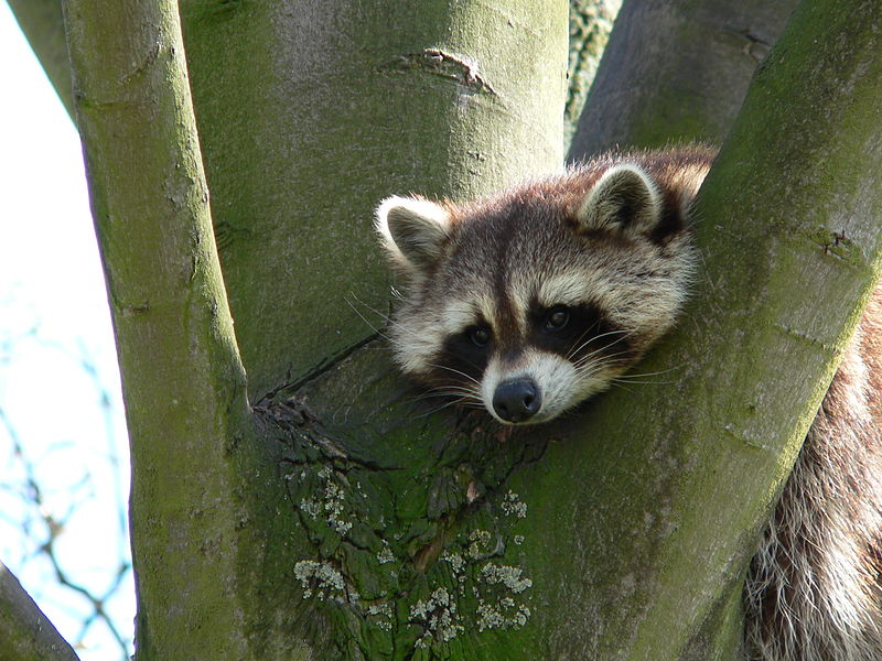 File:Bored Raccoon.jpg