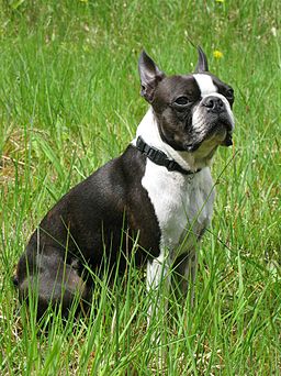 Boston Terrier male