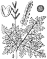 Botrychium virginianum