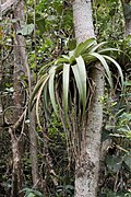 Bromeliad Tillandsia utriculata 6735.jpg