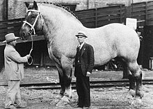 Brooklyn Supreme (1928-1948) a Belgian draft horse, 198 cm (19.2 hands) high and weighed 1,451 kg (3,200 lb) Brooklyn Supreme (horse).jpg