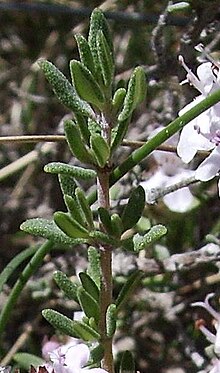 A shoot of a common thyme plant in the wild (Castelltallat)