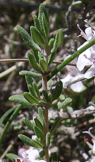 A shoot of a common thyme plant in the wild (Castelltallat) Brot de farigola2.JPG