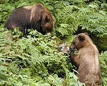 Brown bears with salmon carcass.jpg
