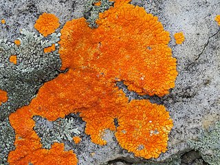 <i>Brownliella</i> Genus of lichens