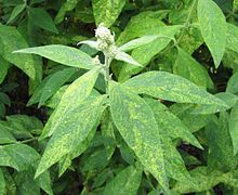 Полеты Buddleja weyeriana 1.jpg