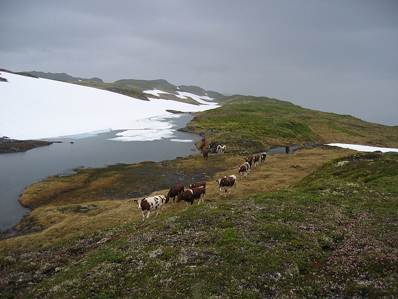 File:Buføring til Åsedalen.jpg