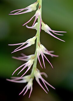 Bulbophyllum nutans GotBot 2015 001 - cropped.jpg