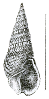 <i>Bullia</i> genus of molluscs