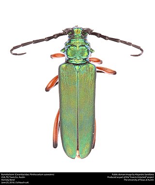 <i>Plinthocoelium</i> Genus of beetles