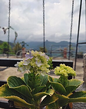 Bunga Hydrangea macrophylla