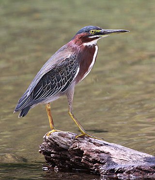 <span class="mw-page-title-main">Green heron</span> Species of bird