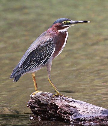 Green heron