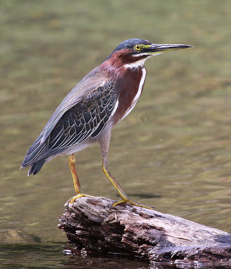 Green Heron Identification, All About Birds, Cornell Lab of Ornithology