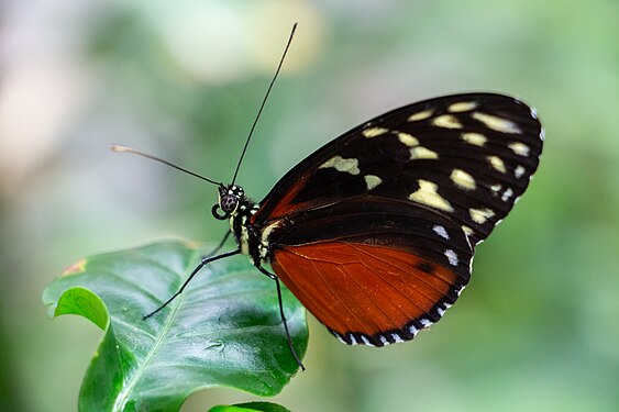 Schmetterling in der Biosphäre Potsdam