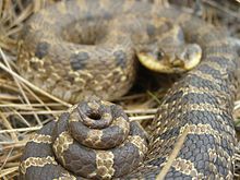 Eastern Hog-nosed Snake - Cape Cod National Seashore (U.S.