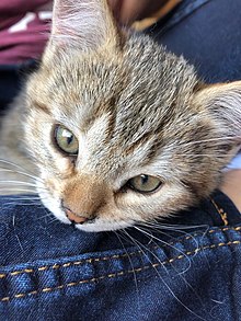 Gatera (gato) - Wikipedia, la enciclopedia libre