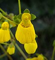 Calceolaria andina