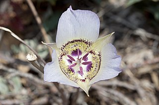 <i>Calochortus ambiguus</i> Species of flowering plant