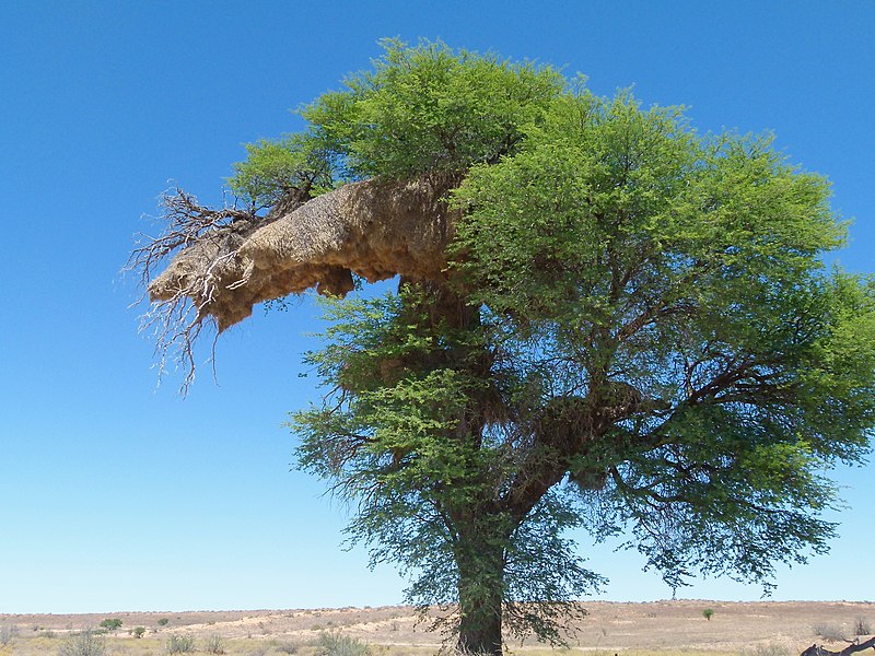 File:Camel Thorn (Vachellia erioloba) with Sociable Weavers (Philetairus socius) collective nests ... (50981196923).jpg