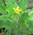 Camissonia californica