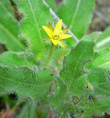 Camissoniopsis