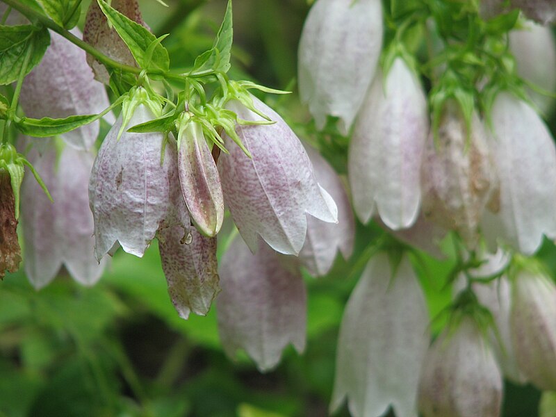 File:Campanula takesimana.jpg