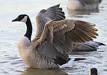 Canada goose Canada goose - 53403644661 (cropped).jpg