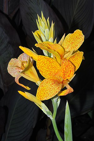 Canna L. Golden Gate