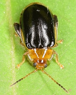 <i>Capraita circumdata</i> Species of beetle